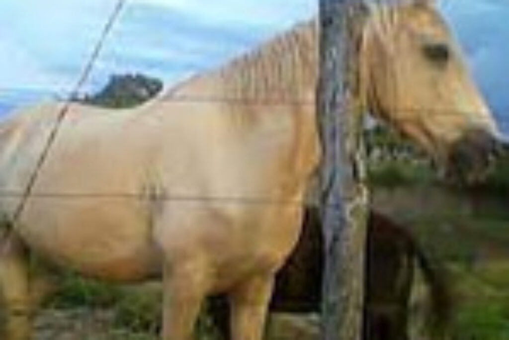 Tarado da parada também estuprou égua em fazenda